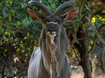 Kuthengo Camp: Kudu-Bock Kuthengo Camp: Kudu-Bock