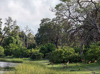 Linyanti Tented Camp: Impalas am Ran der Sümpfe Linyanti Tented Camp: Impalas am Ran der Sümpfe