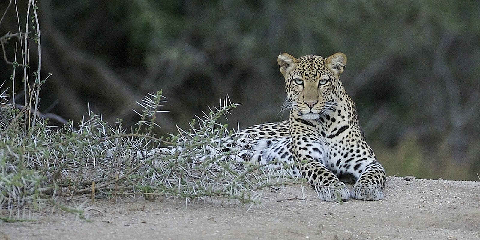 Sarara Tree: Leopard Sarara Tree: Leopard
