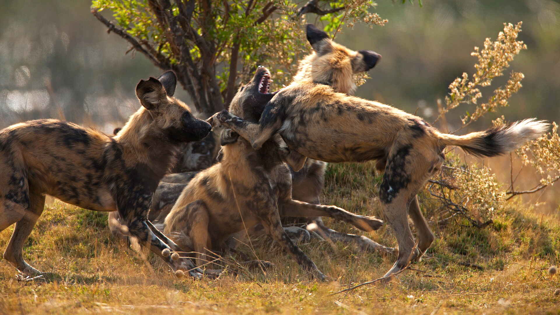 Selinda Camp: Afrikanische Wildhunde im Kamp Selinda Camp: Afrikanische Wildhunde im Kamp