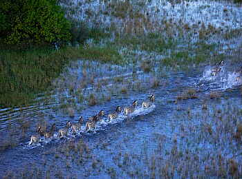 Selinda Camp: Zebraherde im Fluss