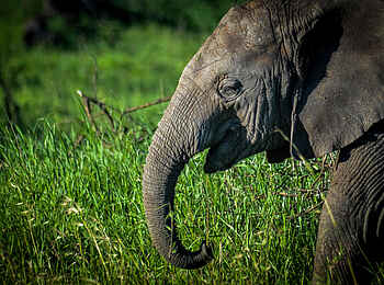 Warangi Ridge Lodge: Elefant