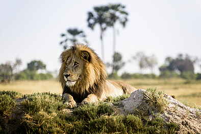 Xigera Safari Lodge: Löwenmännchen