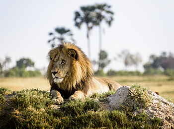 Xigera Safari Lodge: Löwenmännchen Xigera Safari Lodge: Löwenmännchen