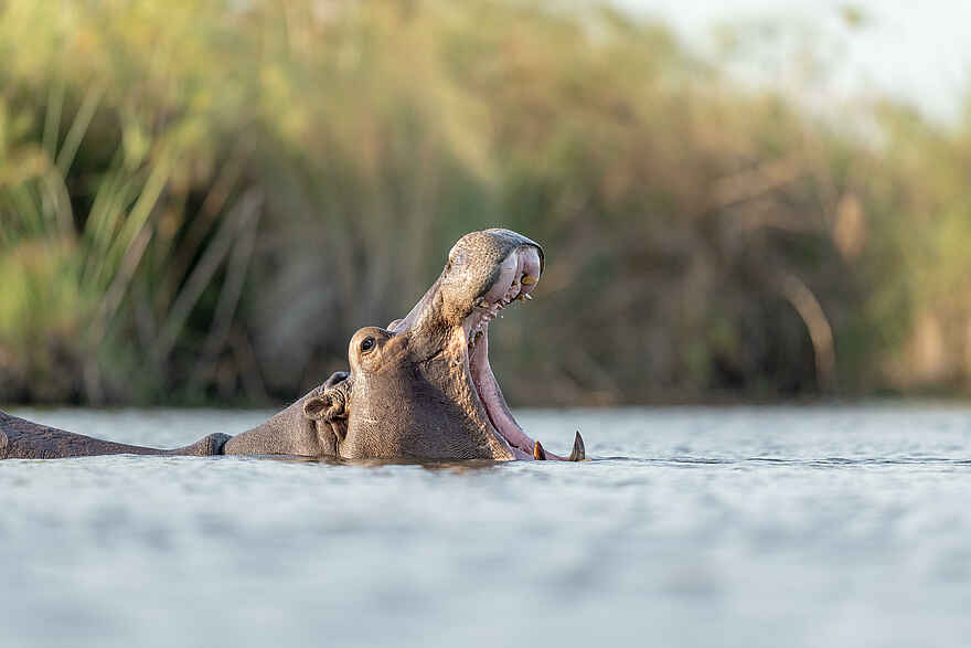 Camp Okavango: Nilpferd Camp Okavango: Nilpferd