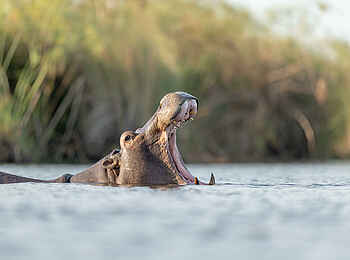 Camp Okavango: Nilpferd Camp Okavango: Nilpferd