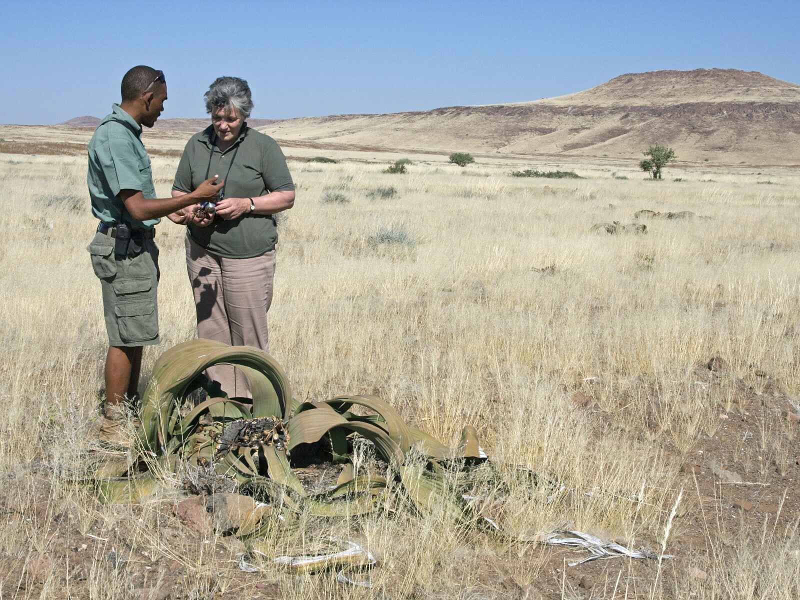 Desert Rhino Camp: Untersuchung einer Welwitschie Desert Rhino Camp: Untersuchung einer Welwitschie