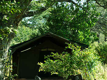 Elephant Valley Lodge: Gästezelt Elephant Valley Lodge: Gästezelt
