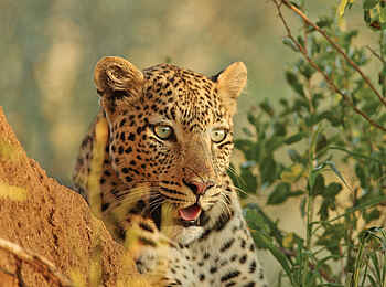 Erindi Game Reserve: Leopard