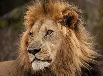 Great Fish River Lodge: Löwe