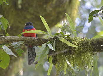 Hatari Lodge: Rot-blauer Vogel