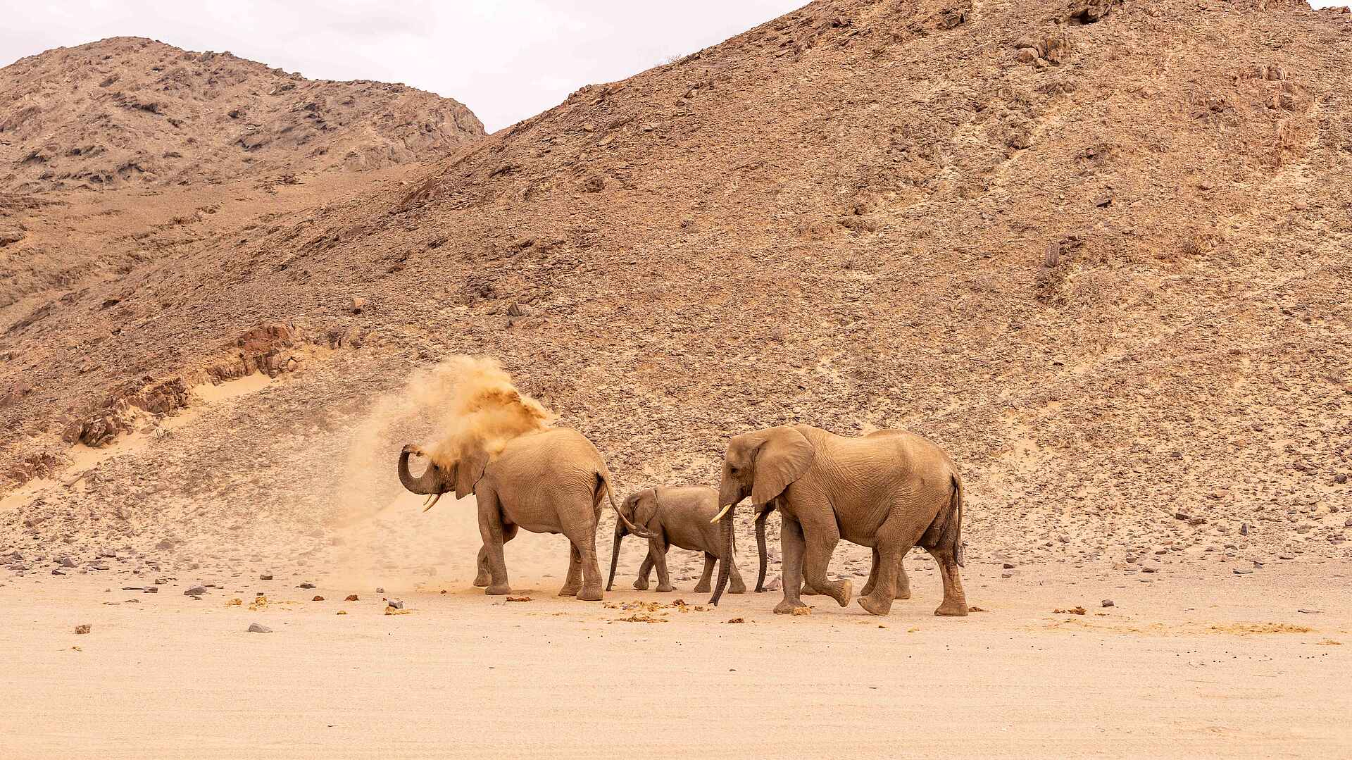 Hoanib Elephant Camp: Elefanten beim Sandbaden