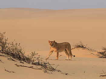Hoanib Skeleton Coast Camp: Wüstenlöwin Hoanib Skeleton Coast Camp: Wüstenlöwin