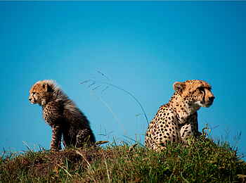 Karen Blixen Camp: Gepardin mit Jungem Karen Blixen Camp: Gepardin mit Jungem