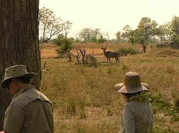 Kujwana Camp: Kudu-Bock
