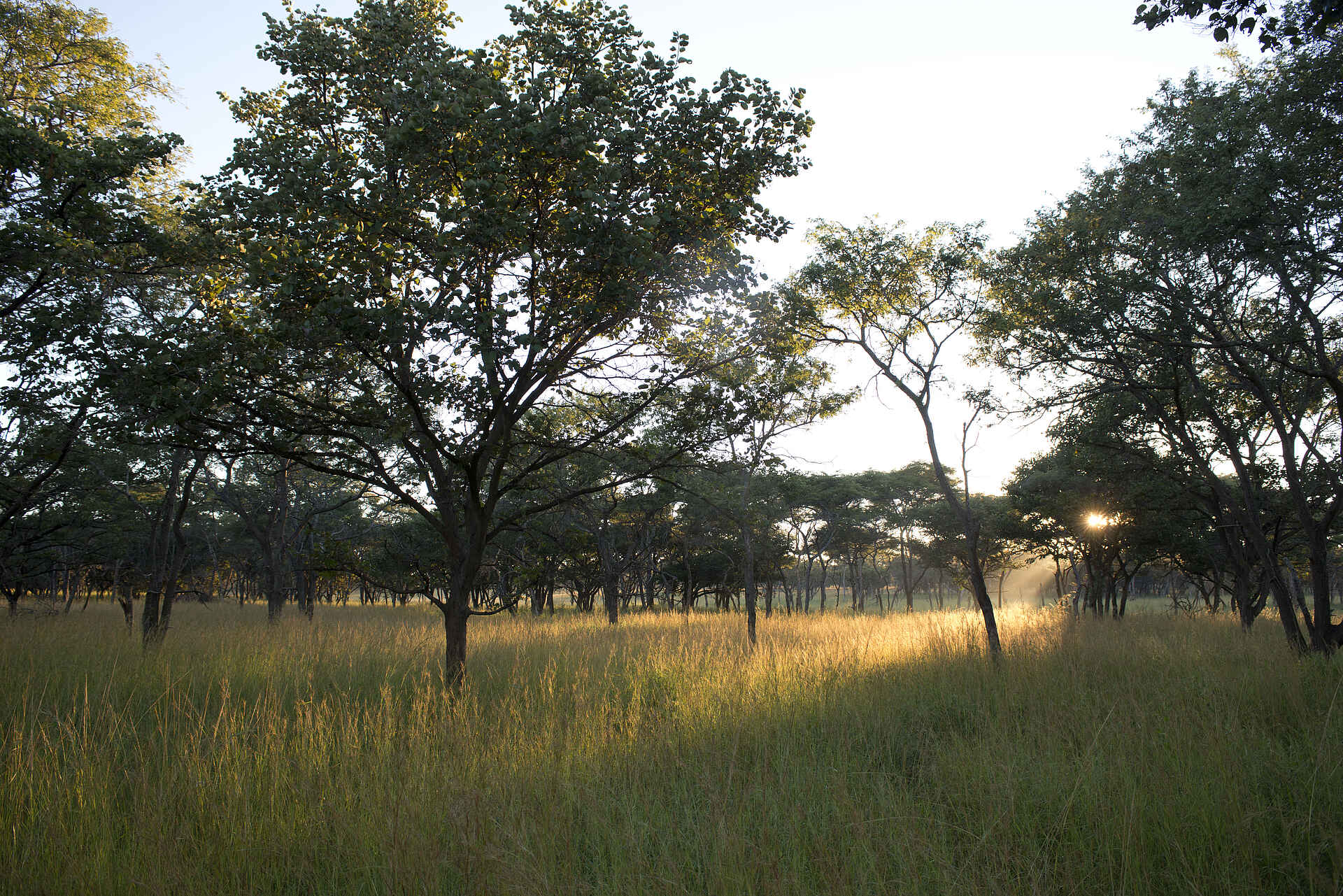 Brendan Raisbeck, Elephant Nursery, Lilayi, Lodge, Lusaka, Miller Lilayi Farm, Zambian Heritage, Gras, Graslandschaft, Morgensonne, Afrikarma, Afrikarma Safaris, Afrikarma.de