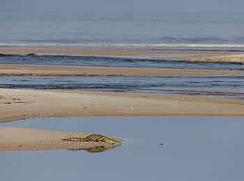 Loango Savannah Camp: Sandbank