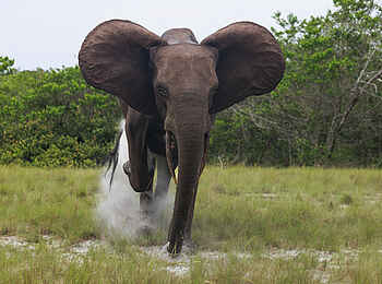 Loango Savannah Camp: Scheinangriff