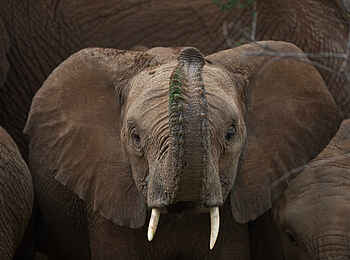 Loisaba Star Beds: Junger Elefant Loisaba Star Beds: Junger Elefant