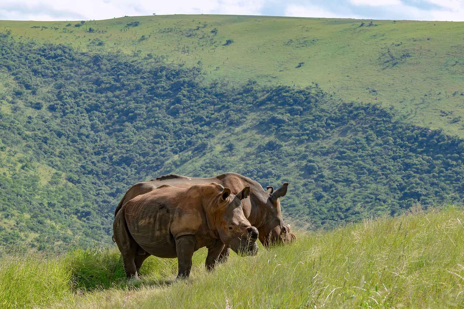 Madwaleni River Lodge: Nashörner Madwaleni River Lodge: Nashörner