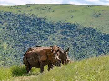 Madwaleni River Lodge: Nashörner