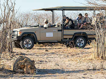 Meno a Kwena Camp: Löwe Meno a Kwena Camp: Löwe