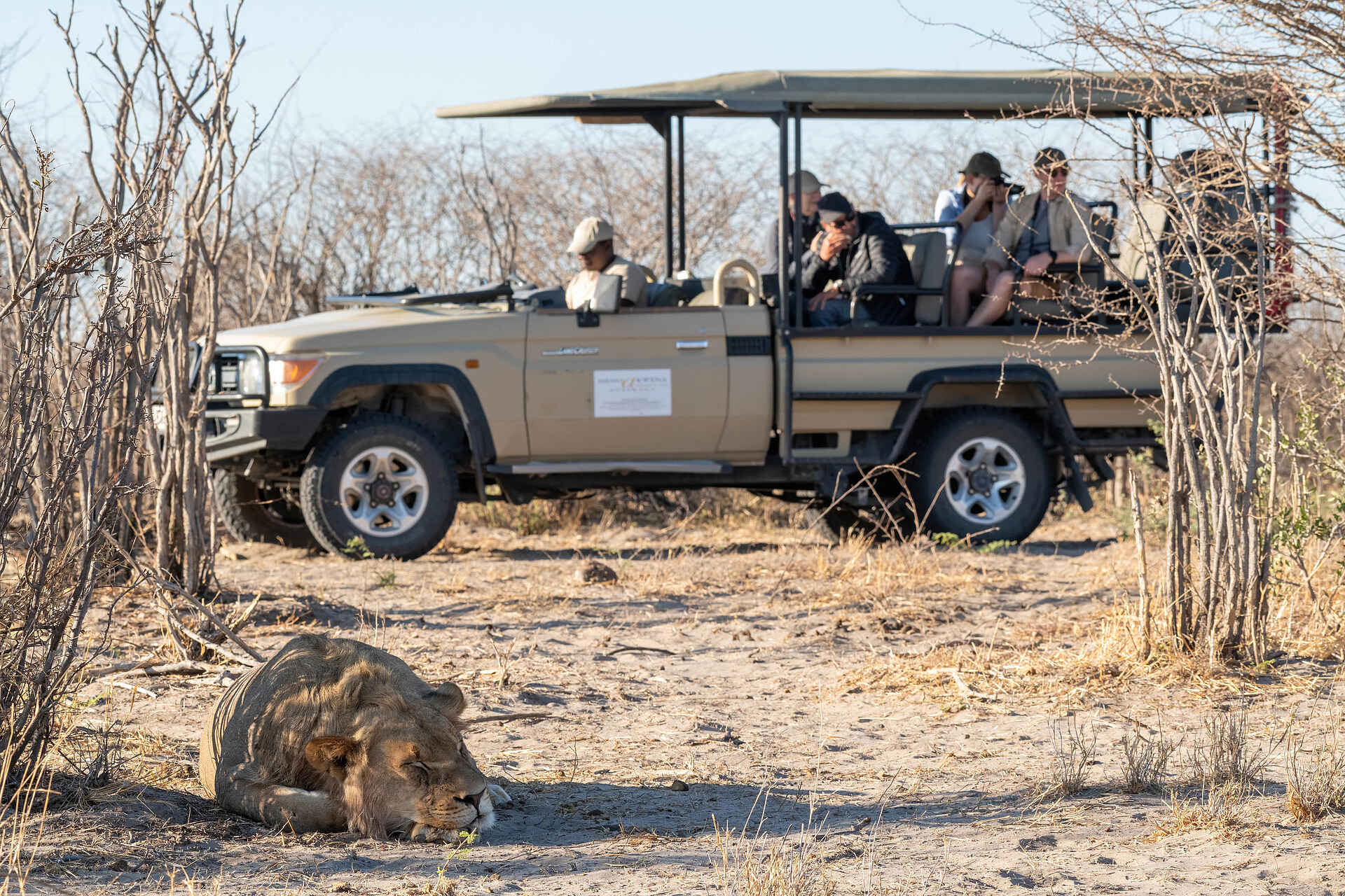 Meno a Kwena Camp: Löwe