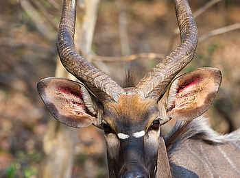 Mkulumadzi Lodge: Nyala