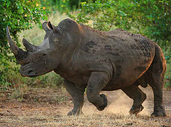 Motswari Game Lodge: Nashorn im Grünen