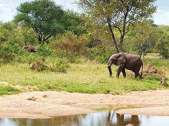 Motswari Game Lodge: Schwimmen mit Blick auf Elefanten