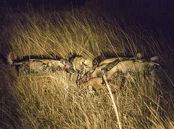 Mukambi Fig Tree Bush Camp: Ein Rudel Wildhunde