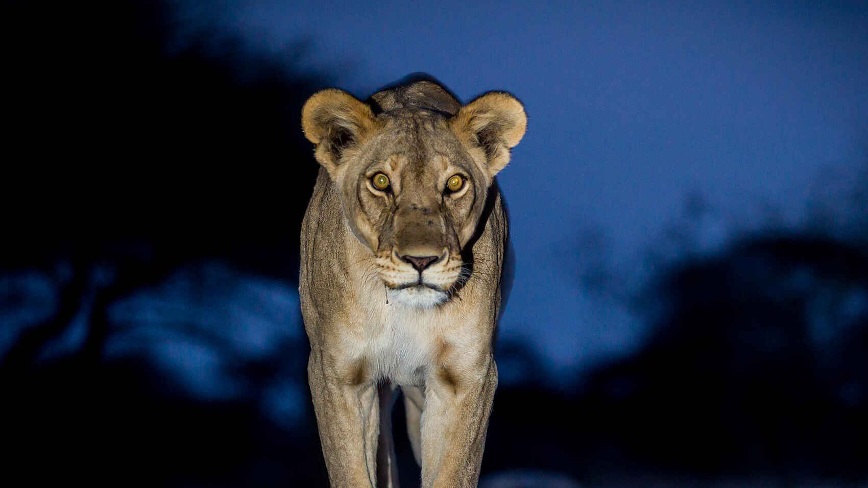 Onguma Tented Camp: Löwin bei Nacht