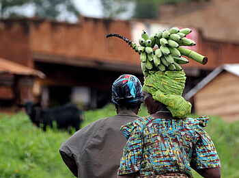 Papaya Lake Lodge: Kochbananenkopftransport