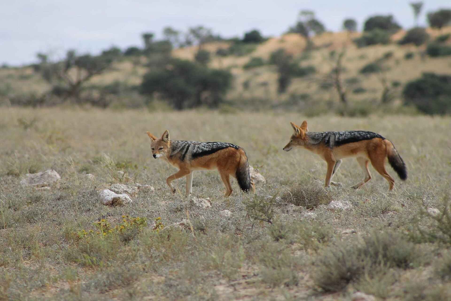 Rooiputs Lodge: Schabrackenschakale