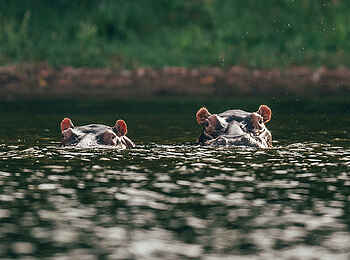 Rubondo Island Camp: Zwei Nilpferde im Wasser Rubondo Island Camp: Zwei Nilpferde im Wasser