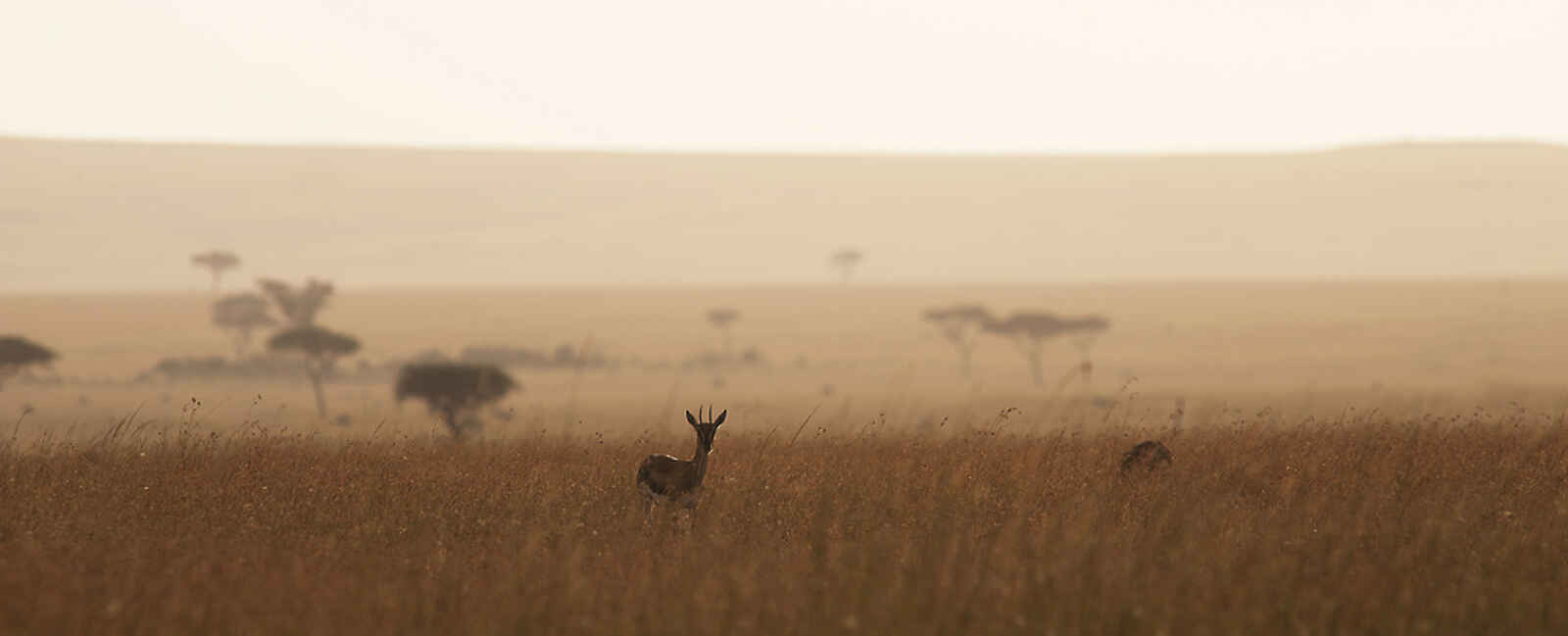 Serengeti Safari Camp: Serengeti-Landschaft Serengeti Safari Camp: Serengeti-Landschaft