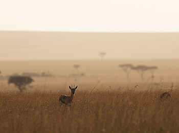 Serengeti Safari Camp: Serengeti-Landschaft