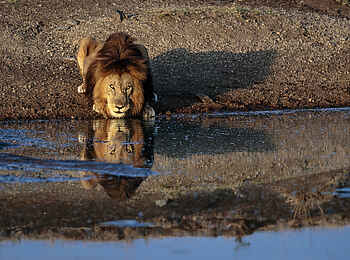 Serian's Kimya Kimya: Ein durstiger Löwe Serian's Kimya Kimya: Ein durstiger Löwe