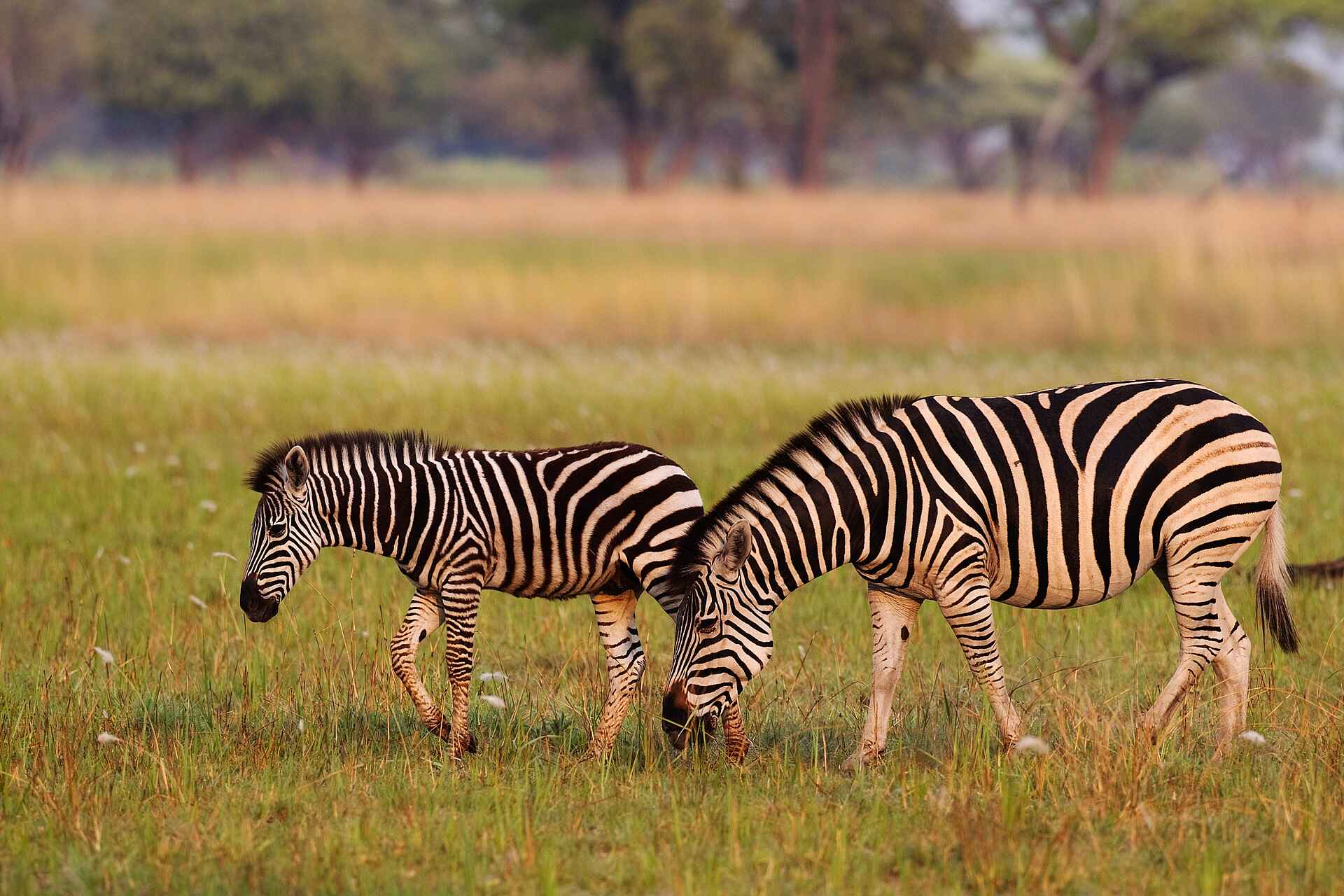Shinde Lodge: Zebras