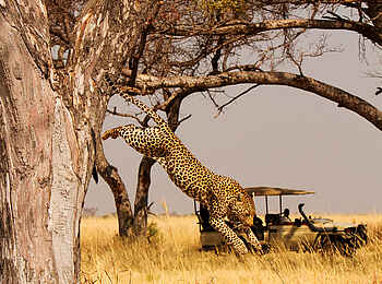 Shinde Lodge: Ein Leopard springt vom Baum Shinde Lodge: Ein Leopard springt vom Baum