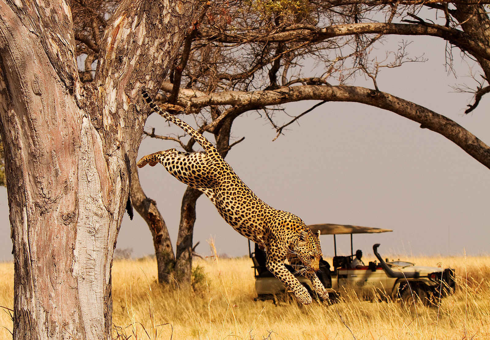 Shinde Lodge: Ein Leopard springt vom Baum Shinde Lodge: Ein Leopard springt vom Baum