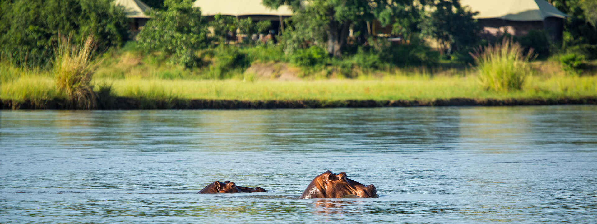 Tembo Plains Camp: Flusspferde vor dem Camp