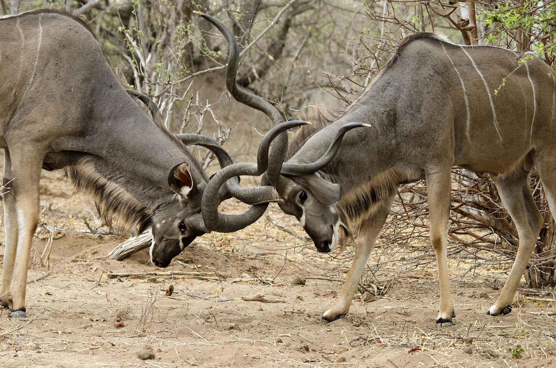 Tlouwana Camp: Rivalisierende Kudus