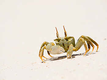 Vamizi Island: Krebs