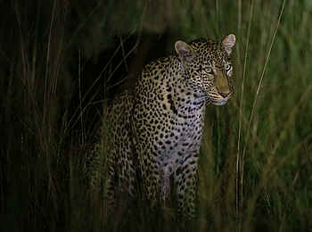 Wilderness Magashi Peninsula: Ein Leopard bei einer Nachtpirschfahrt