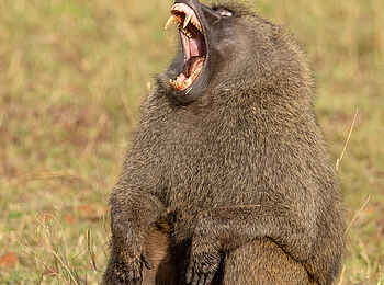 Entim Masai Mara: Pavianmännchen