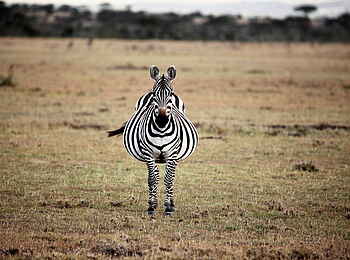 Naboisho Camp: Zebra