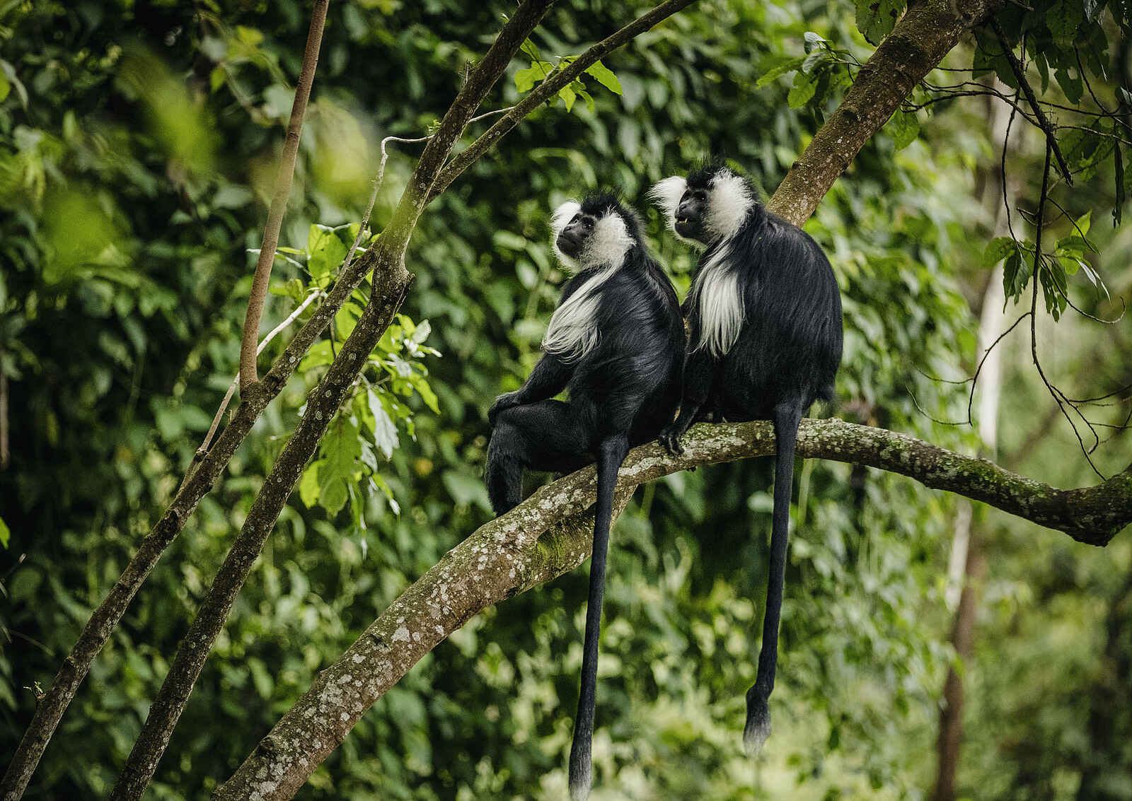 One and Only Nyungwe House: Zwei Colobus Affen im Geäst One and Only Nyungwe House: Zwei Colobus Affen im Geäst
