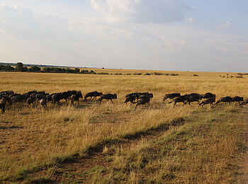 Richards River Camp: Gnuherde Richards River Camp: Gnuherde