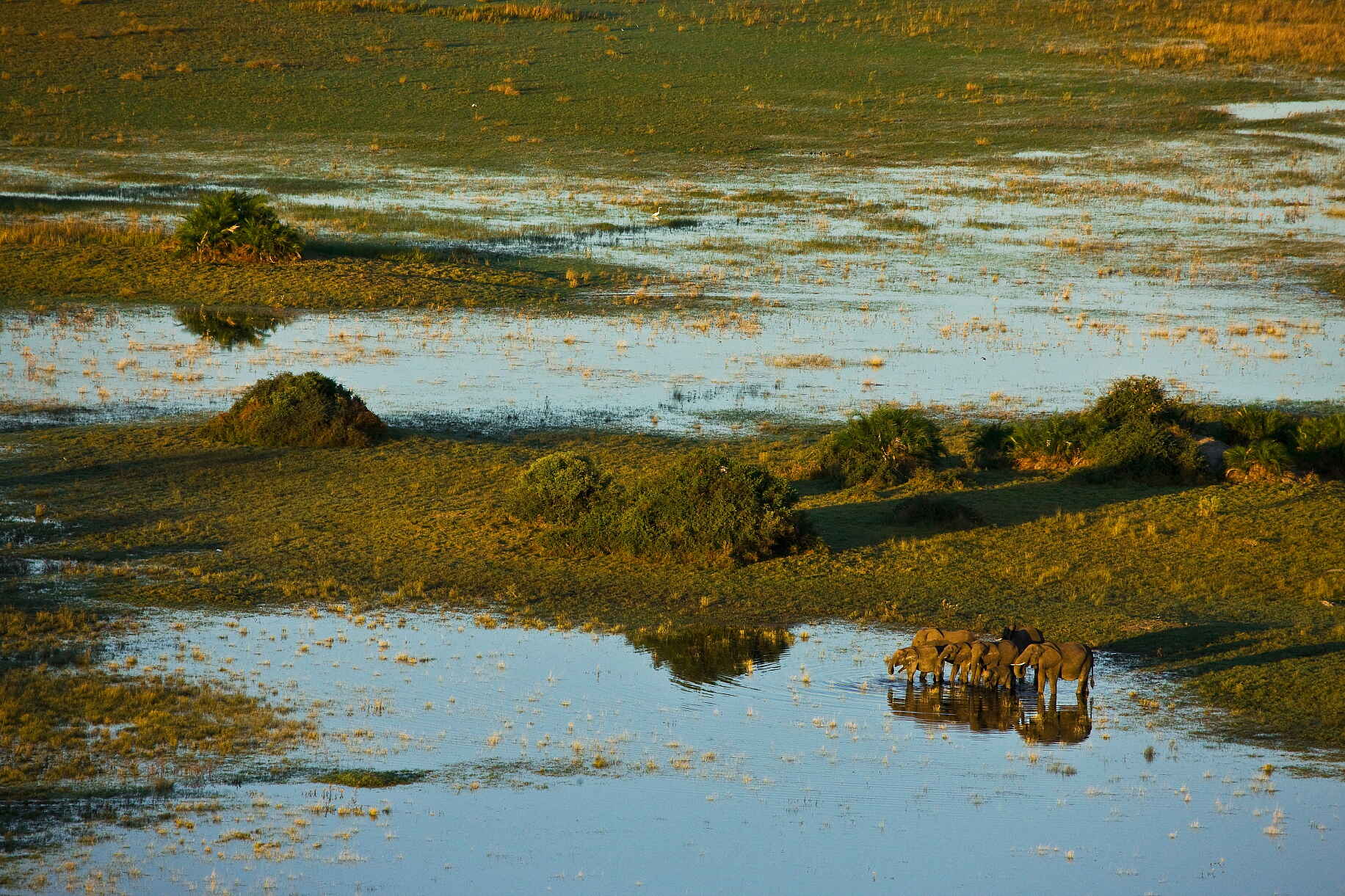 Afrikarma, Afrikarma Safaris, Afrikarma Safaris. Wildnis. Hautnah., Afrikarma.de, Bäume, Elefanten, Elephant, Elephantidae, Selinda, Flusslandschaft, Vogelperspektive